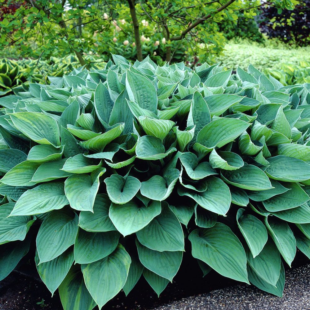 Hosta fortunei var. hyacinthina